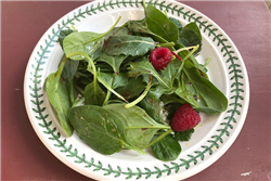 Salad Greens with Raspberry-Balsamic Vinaigrette